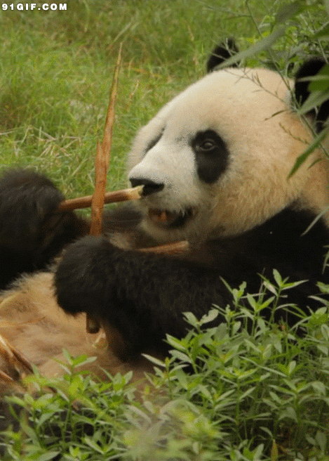 大熊猫吃竹子:熊猫