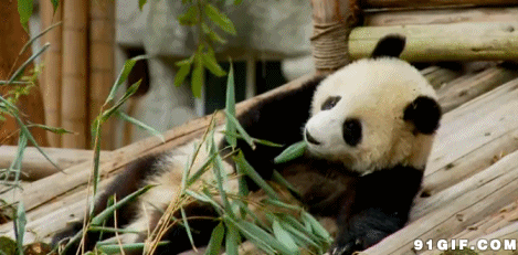 吃竹子可爱小熊猫高清:熊猫