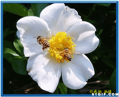 蜜蜂采蜜的过程图片