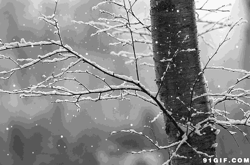 白雪飘落树枝雪景图片
