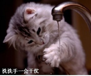 洗洗手一会干仗猫猫图片