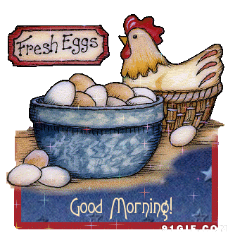 早安产蛋的鸡 图片