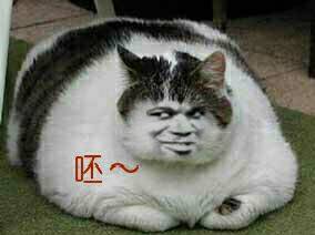 大肥猫恶搞表情图片