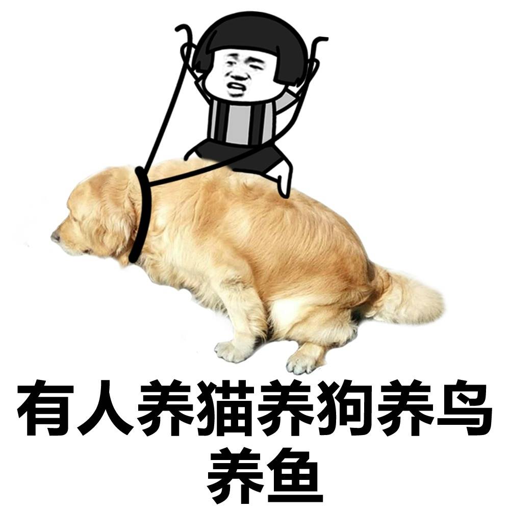 有人养狗养猫养鱼表情图片