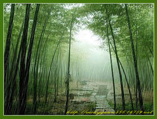 雨天竹林动态图片