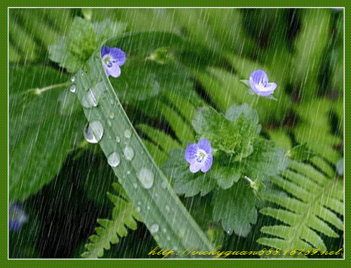 雨天小花动态图片