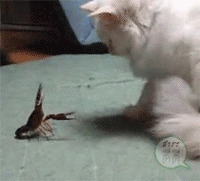 猫猫玩虾子图片