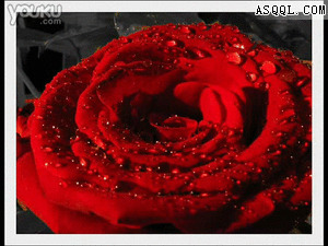 蓝莲花每天都能开心快乐朝鲜翻唱的俄语歌曲《百万玫瑰花》gif动态图片