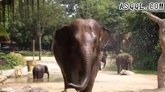 索尼α35相机视频拍摄效果-大象gif动态图片