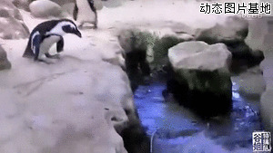 企鹅动态图片