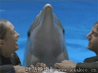 可爱海豚动态图片