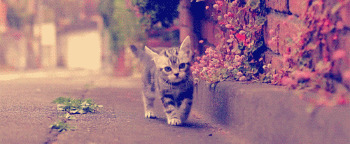 可爱猫咪走路图片