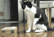 钻箱子的猫动态图片
