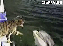 猫猫和海豚玩暧昧gif动态图片