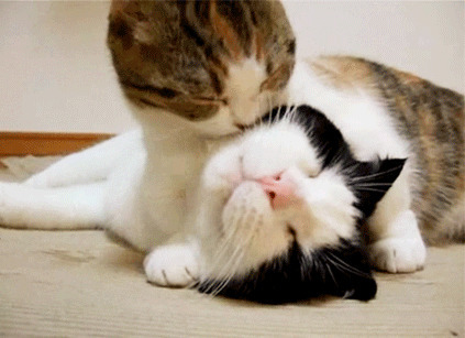 可爱猫猫给同伴舔毛动态图片: