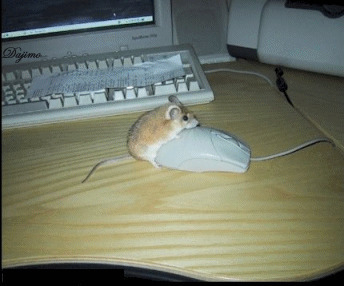 鼠标与老鼠动态图片: