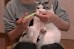 猫剪指甲动态图片