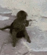 猴子照镜子gif图片: