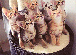 一群猫咪动态图片