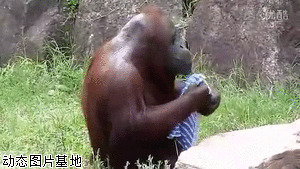 搞笑猩猩洗脸图片