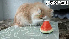 猫吃西瓜图片: