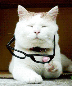 戴眼镜的猫图片: