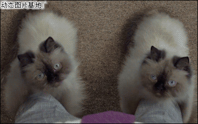 脚上两只猫图片