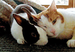 猫和兔子图片: