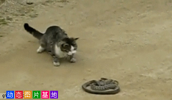 猫逗蛇动态图片