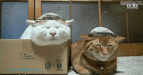 戴帽子的猫动态图片