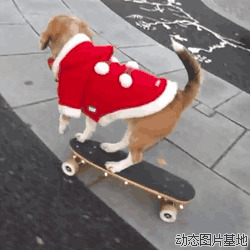 小狗玩滑板动态图片