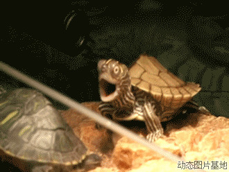 伸长脖子的乌龟动态图片