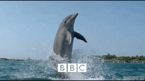 海豚表演动态图片