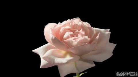 粉红玫瑰动态图片