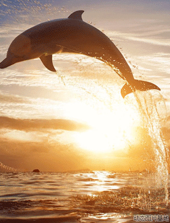梦幻海豚动态图片