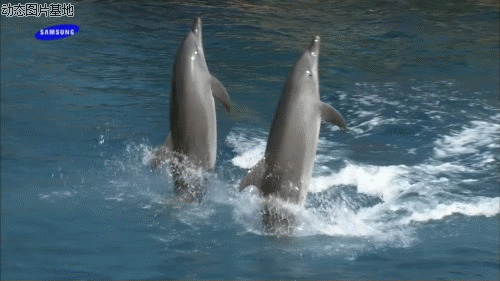 海豚跳舞动态图片