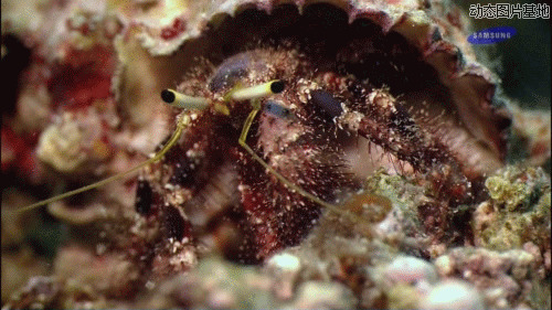 海底小动物动态图片: