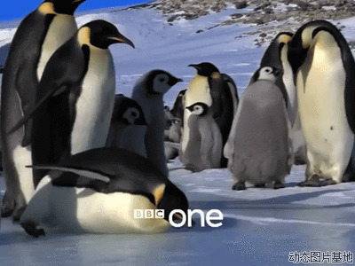 企鹅滑倒动态图片
