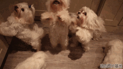 跳舞的狗狗动态图片: