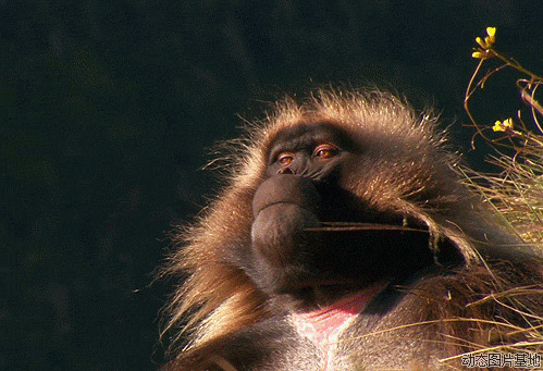 沧桑的猴子动态图片