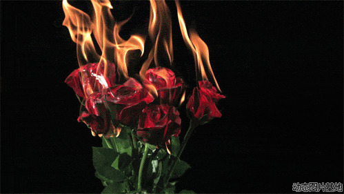 燃烧的玫瑰动态图片:
