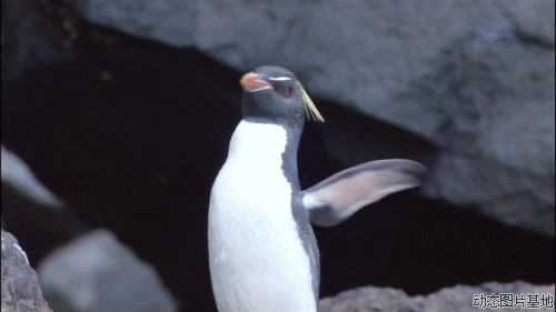 小企鹅动态图片: