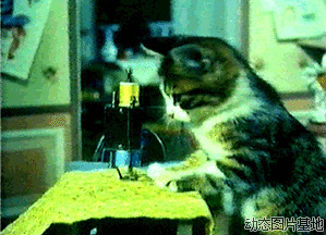 猫猫踩缝纫机图片: