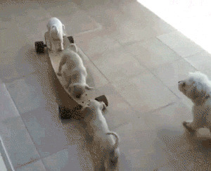 狗狗玩滑板动态图片