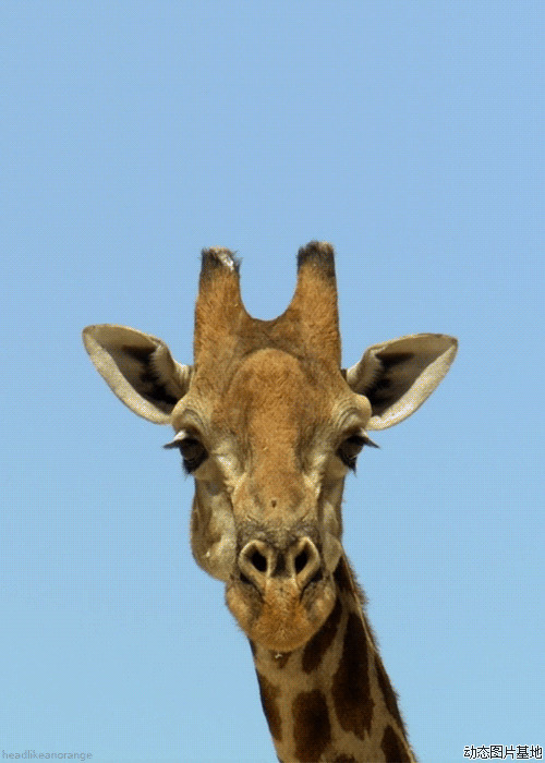 长颈鹿动态图片