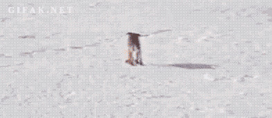 狗玩滑雪动态图片