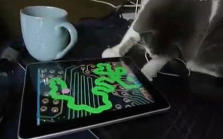 猫猫玩手机动态图片: