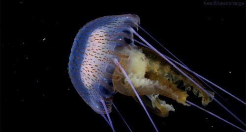 水母动态图片