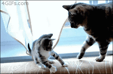 猫咪玩尾巴动态图片