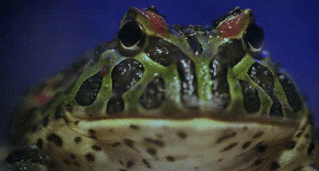 青蛙动态图片